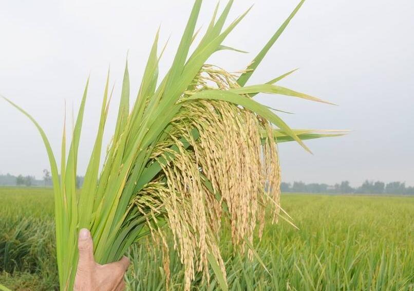 芳河香大米